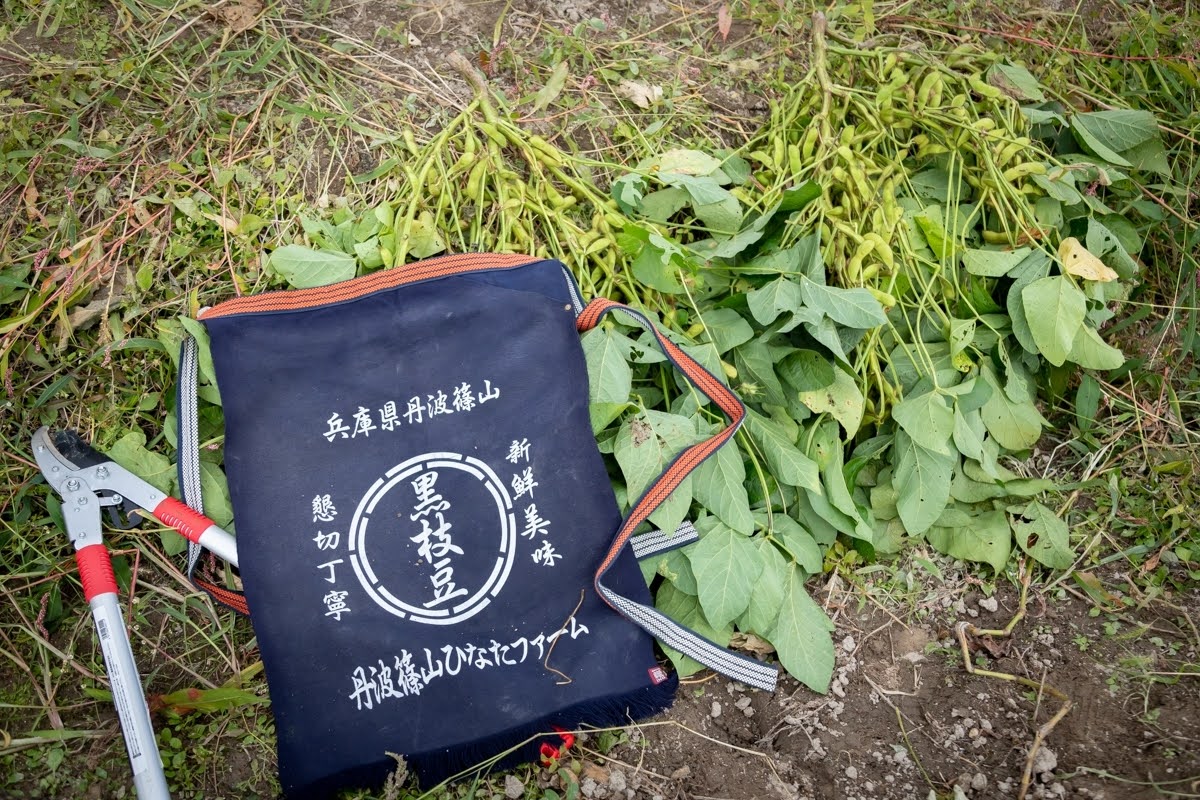 丹波篠山黒枝豆の畑で育つ黒枝豆の収穫