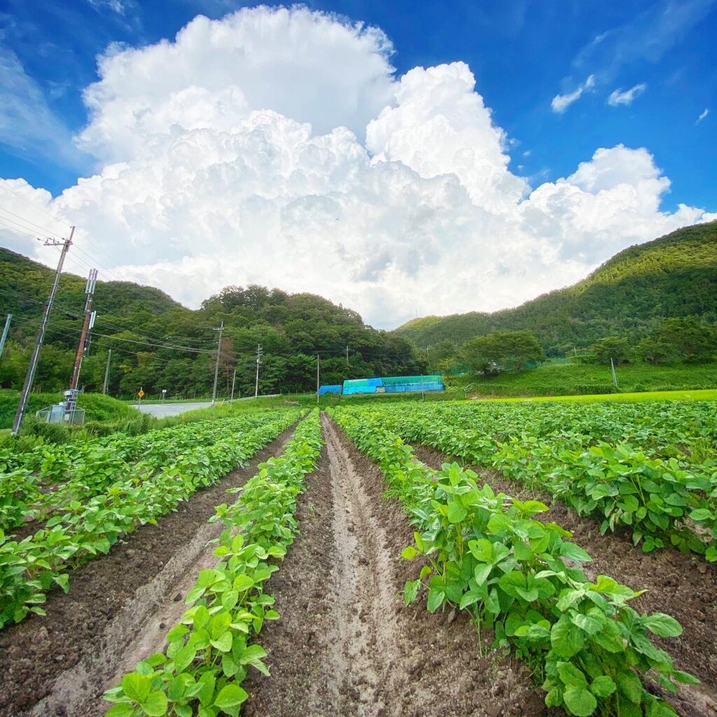 丹波篠山ひなたファーム 栽培風景