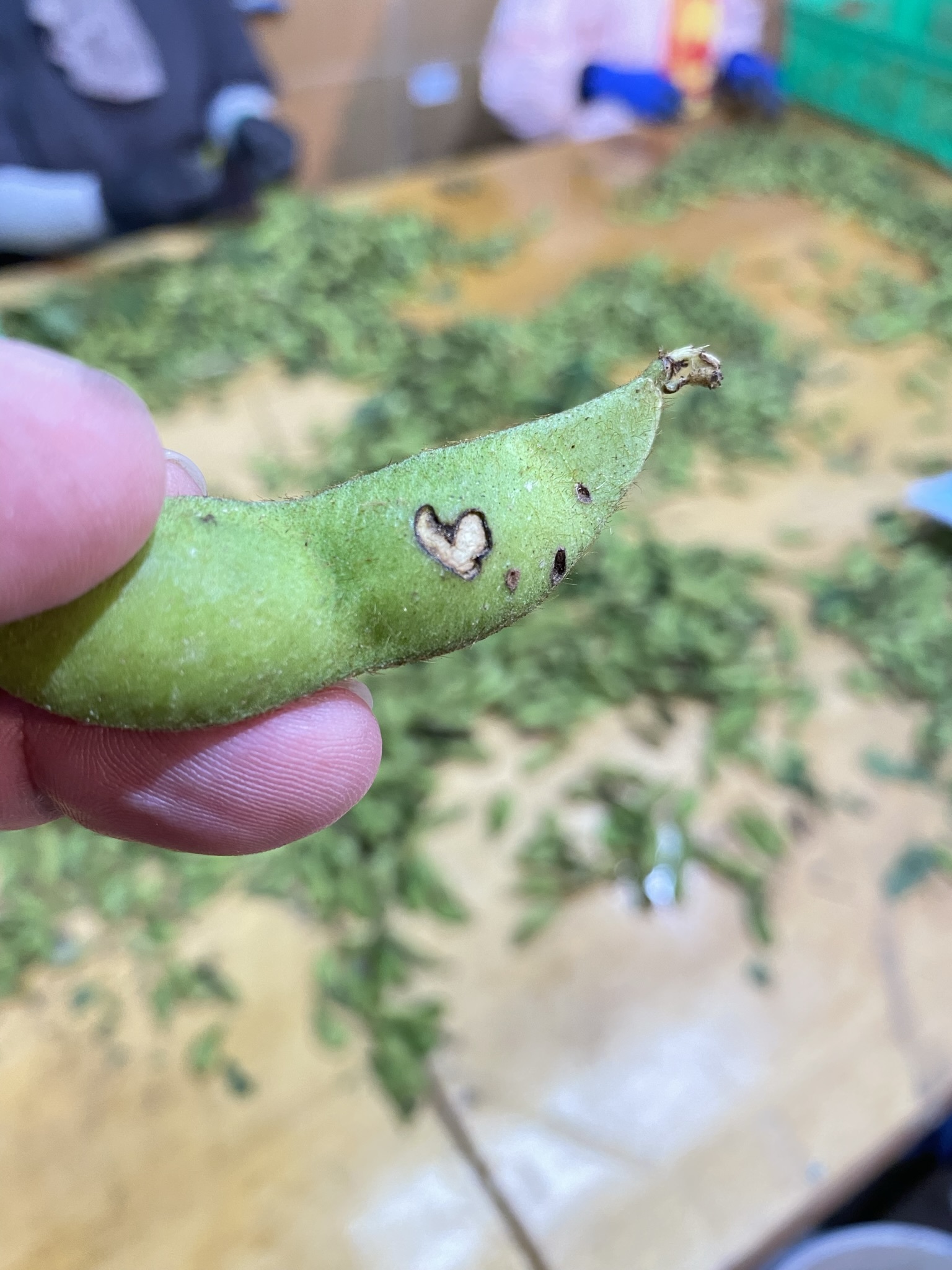 丹波篠山の黒枝豆 訳あり1kg